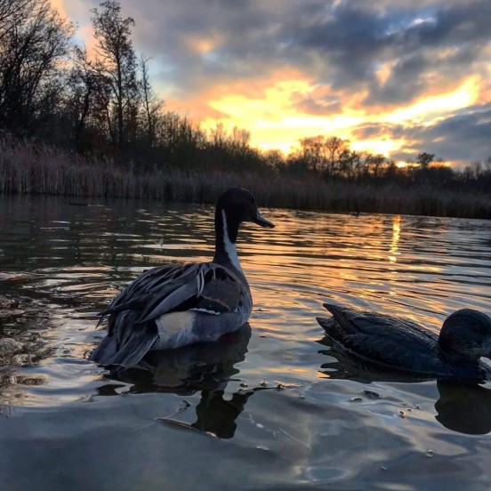 PASSÉES DU SOIR AU CANARD