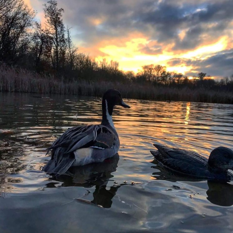 PASSÉES DU SOIR AU CANARD