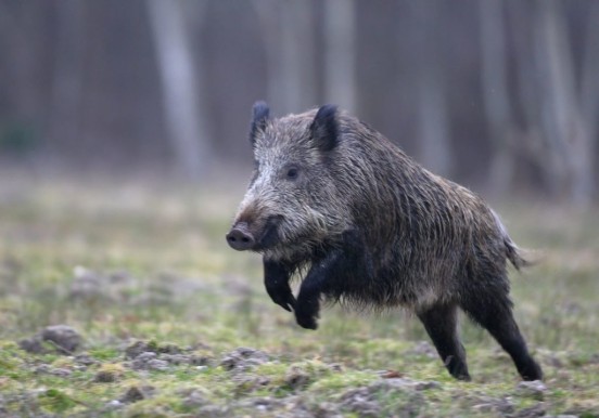 CHASSE DU SANGLIER AVRIL MAI