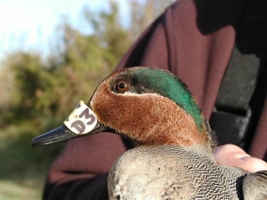 OISEAUX BAGUÉS, QUE DOIS-JE FAIRE ?