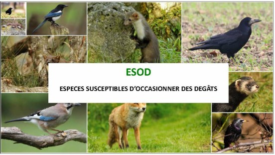 ESPÈCES SUSCEPTIBLES D&rsquo;OCCASIONNER DES DÉGÂTS (ESOD)