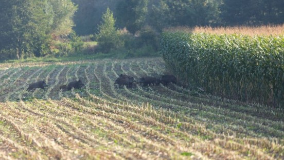 CHASSE DANS LES CULTURES A RISQUES