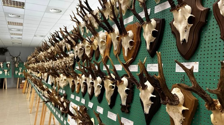 EXPOSITION DE TROPHEES ET FETE DE LA CHASSE