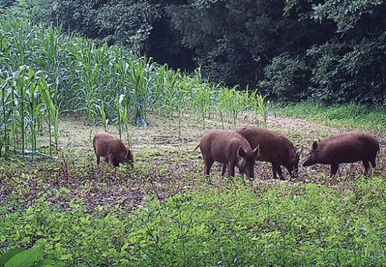 CHASSE DANS LES CULTURES A RISQUES A PARTIR DU 12 JUILLET 2025