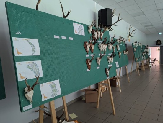TROPHEES DE CERFS ET BROCARDS