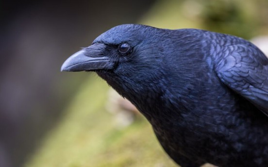 FORMATION « TIR DES CORVIDÉS »