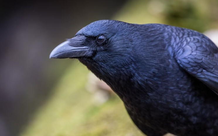 FORMATION « TIR DES CORVIDÉS »