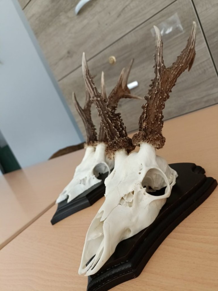 COLLECTE DES TROPHEES A ATTON ET BADONVILLER