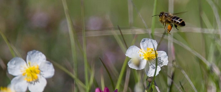 Abeille