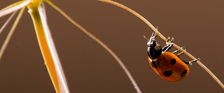 Coccinelle