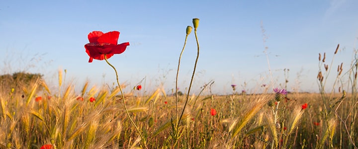 Coquelicot