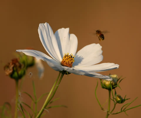 Fleur