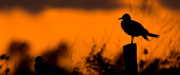 Oiseaux