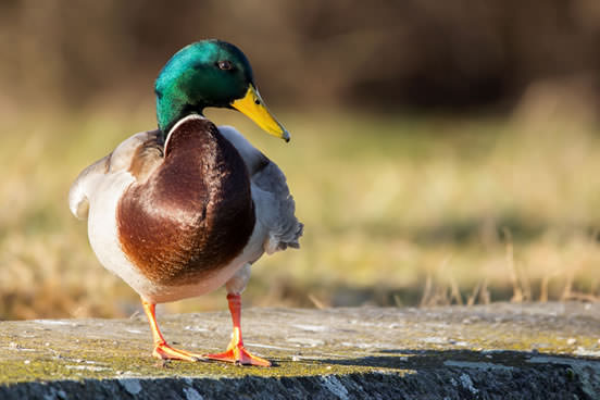 Canard