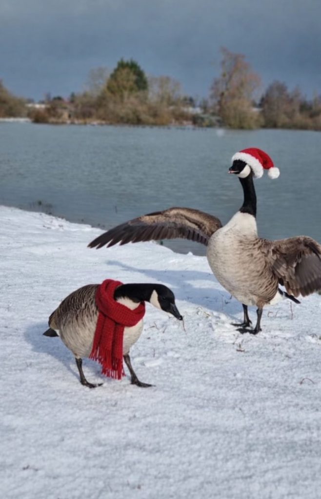 CHASSE EN TEMPS DE NEIGE ❄️